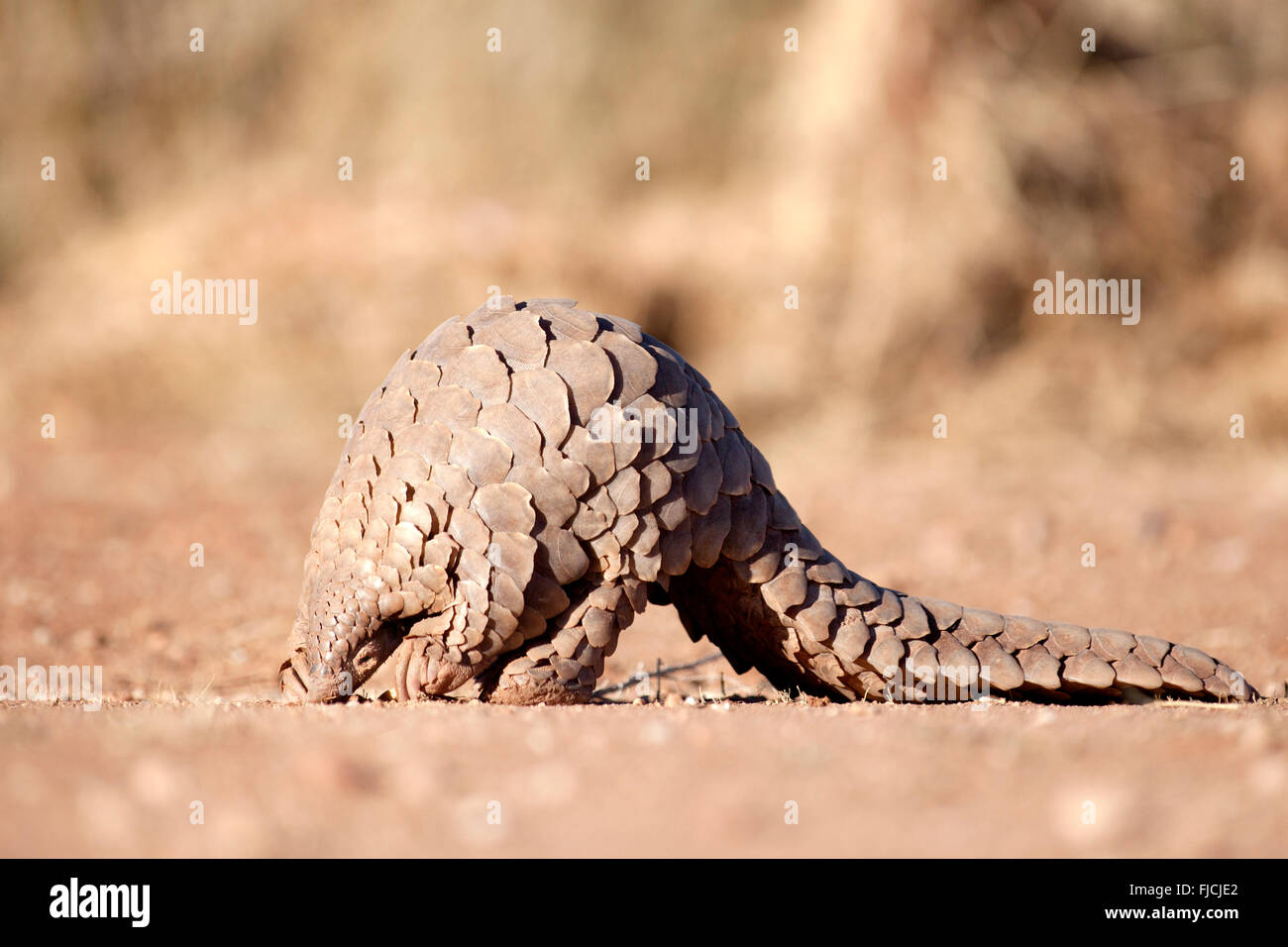 Pangolin searching for ants Stock Photo