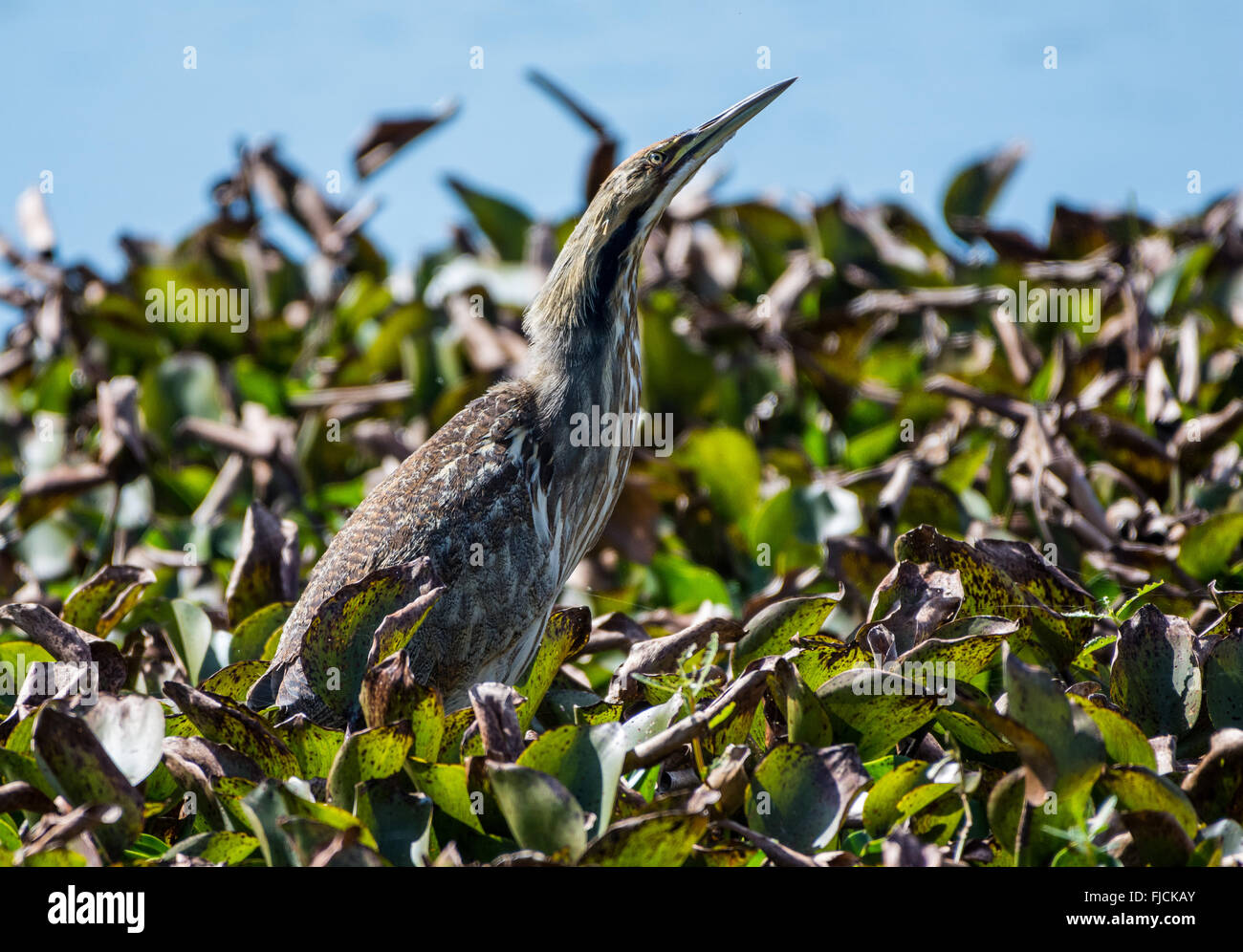 An American Bittern (Botaurus lentiginosus) forages in the marsh of Brazos Bend State Park. Houston, Texas, USA. Stock Photo