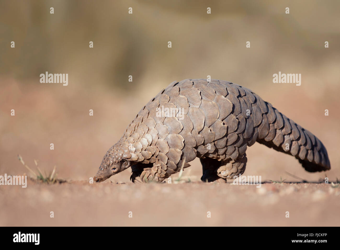 Pangolin searching for ants Stock Photo