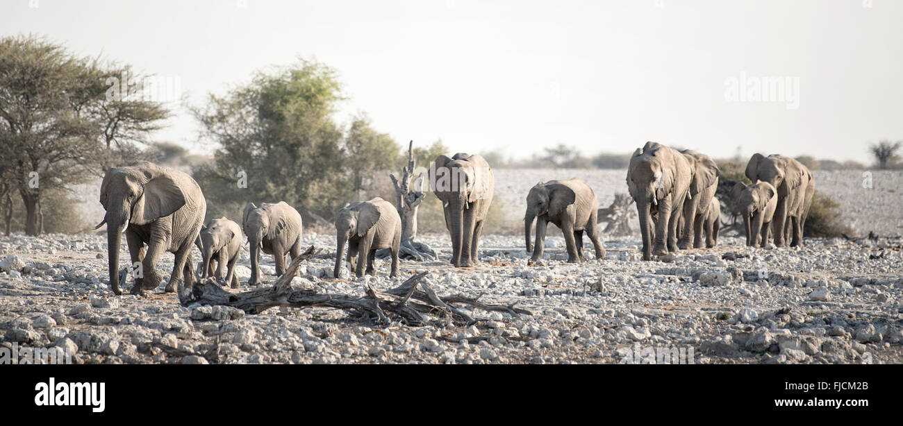 Elephant herd at a water hole Stock Photo