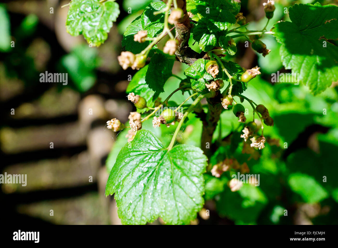 BLACK CURRANT, BLACKCURRANT, CURRANT Stock Photo