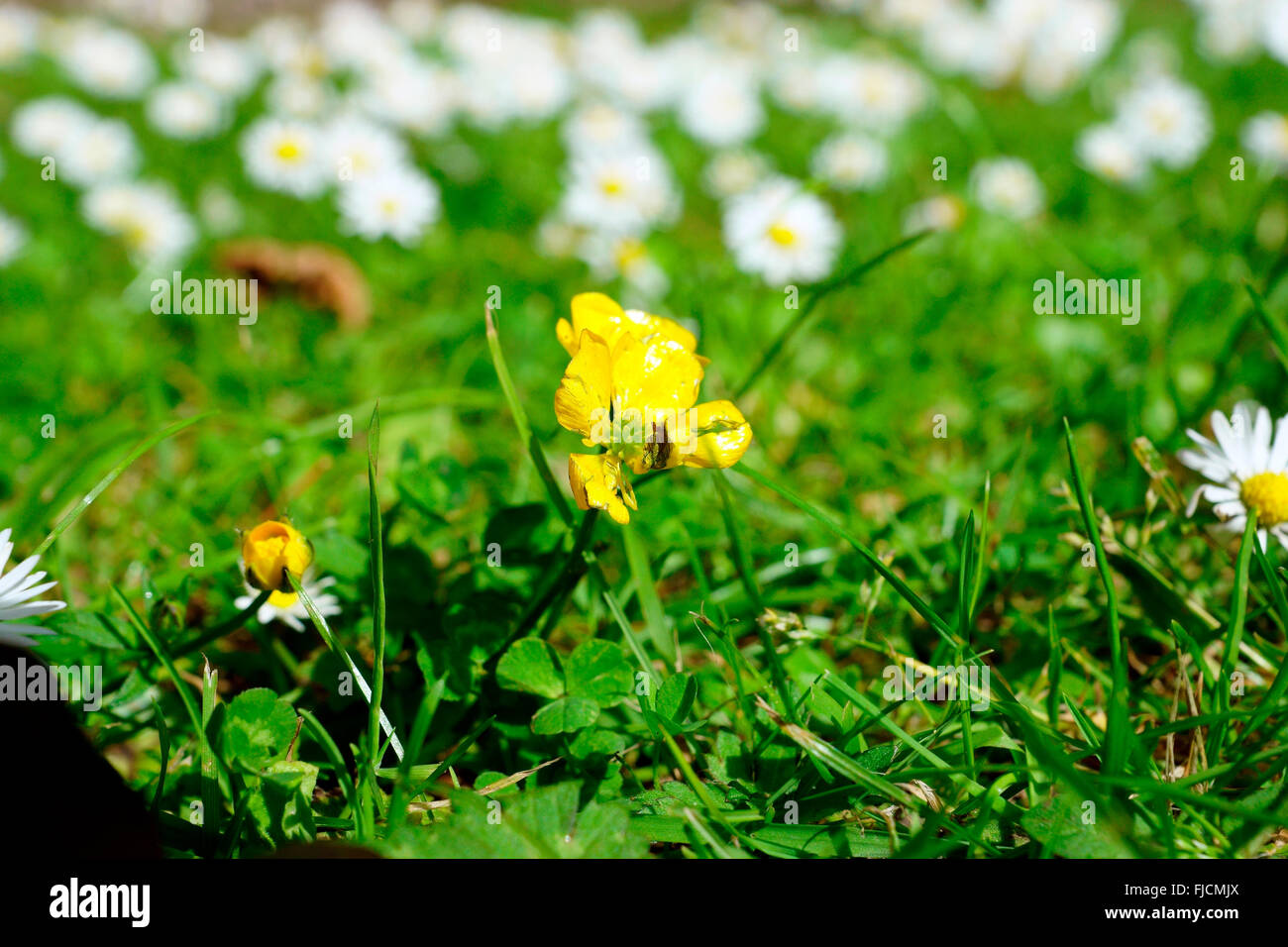 DYING BUTTERCUP Stock Photo