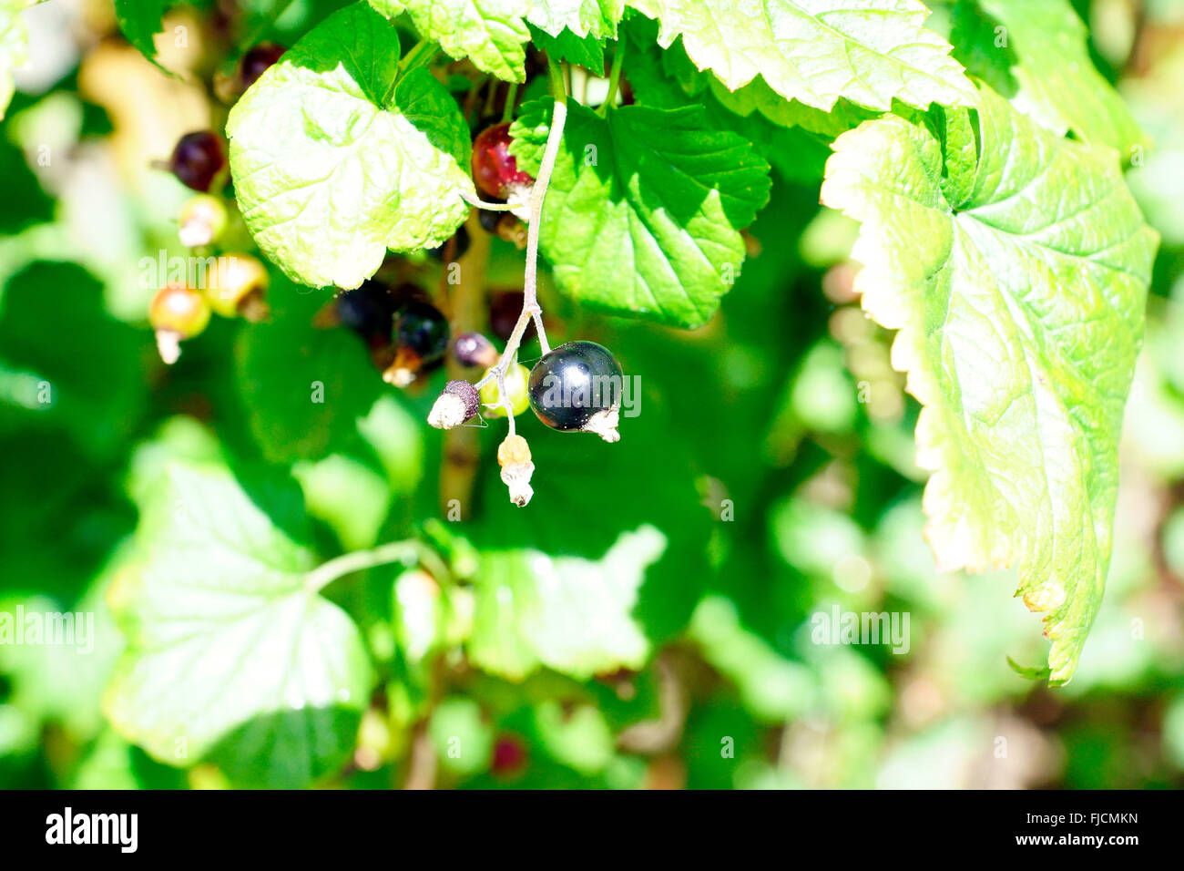 BLACK CURRANT, BLACKCURRANT, CURRANT, Stock Photo