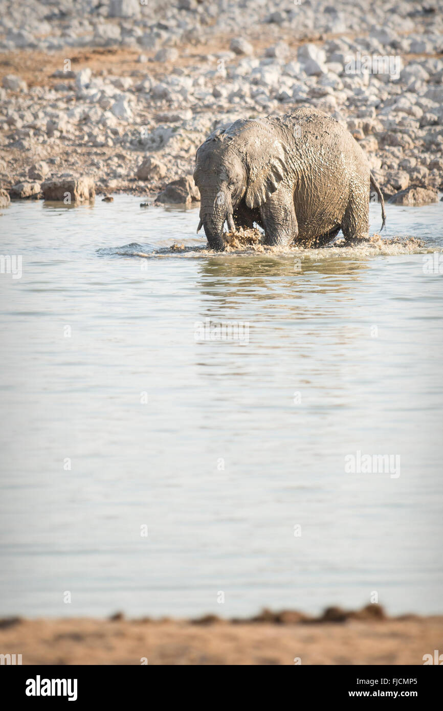 A young elephant plays at a water hole Stock Photo