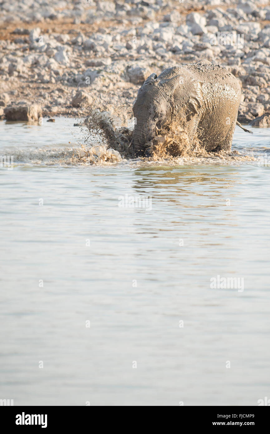 A young elephant plays at a water hole Stock Photo