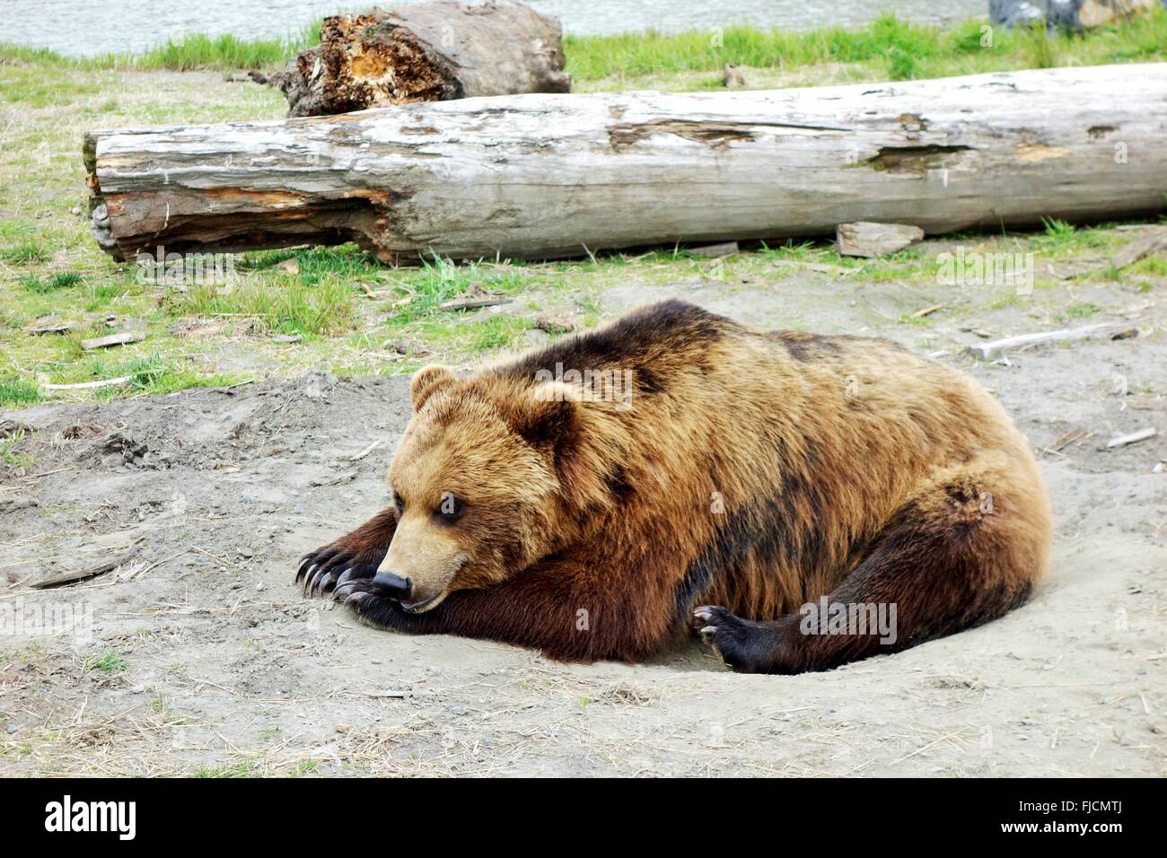 Brown bear in Alaska Stock Photo - Alamy