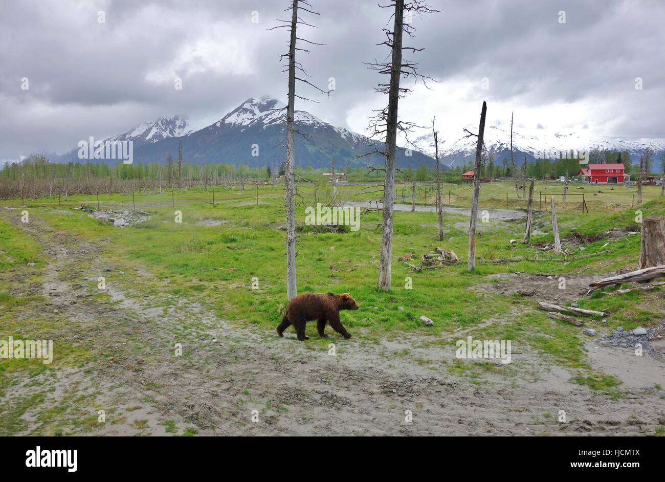 Brown bear in Alaska Stock Photo