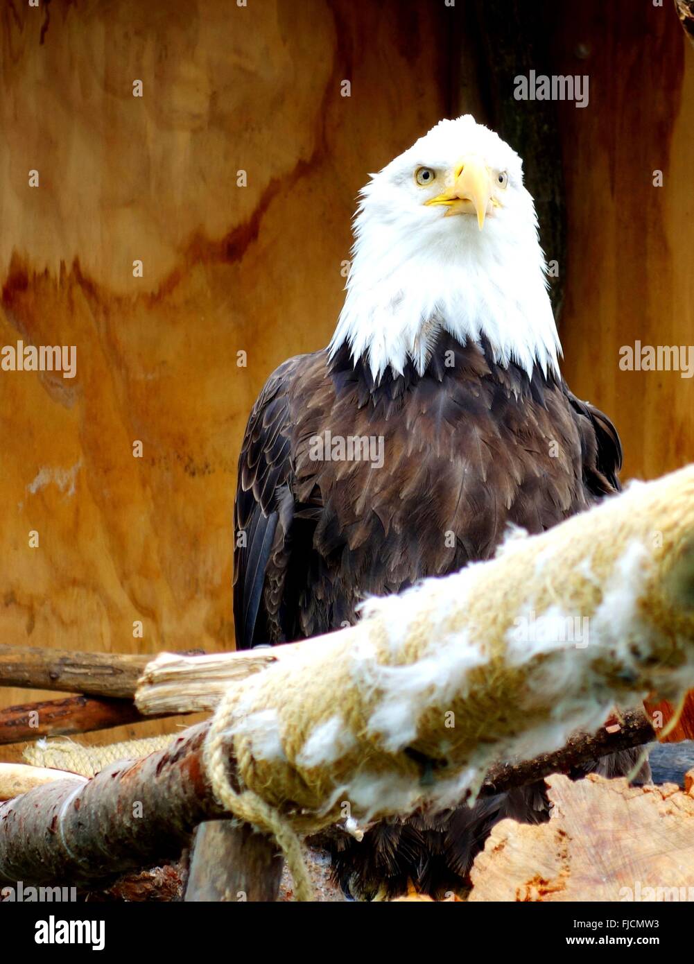 American black and white bald eagle in Alaska Stock Photo - Alamy