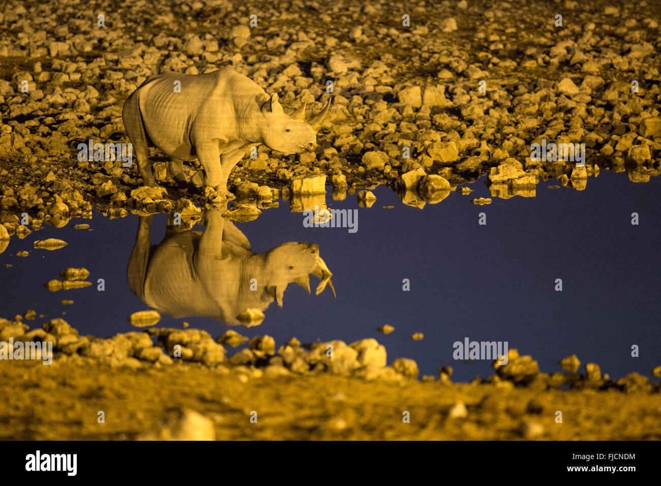 Rhino drinks at a flood lit water hole Stock Photo