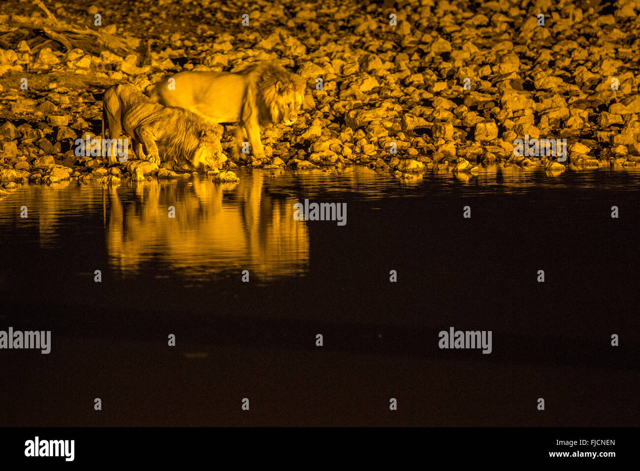 lion drinking at a flood lit water hole Stock Photo