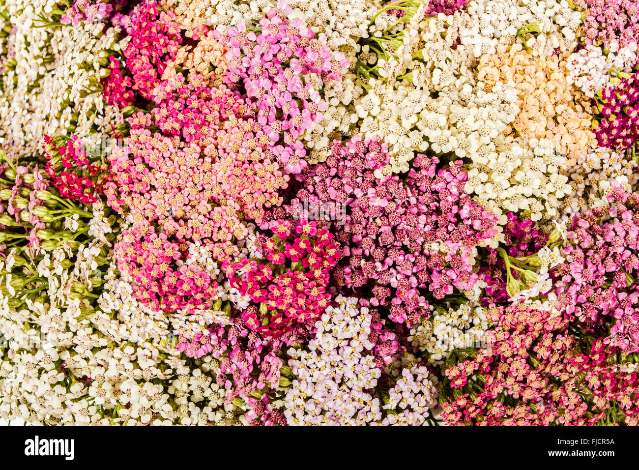 Abstract background of flowers yarrow, close-up Stock Photo