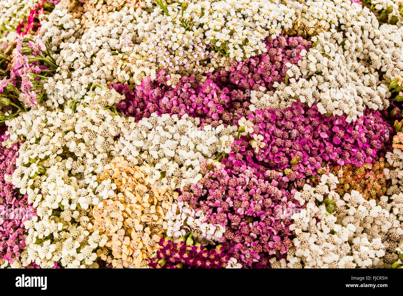 Yarrow close up hires stock photography and images Alamy
