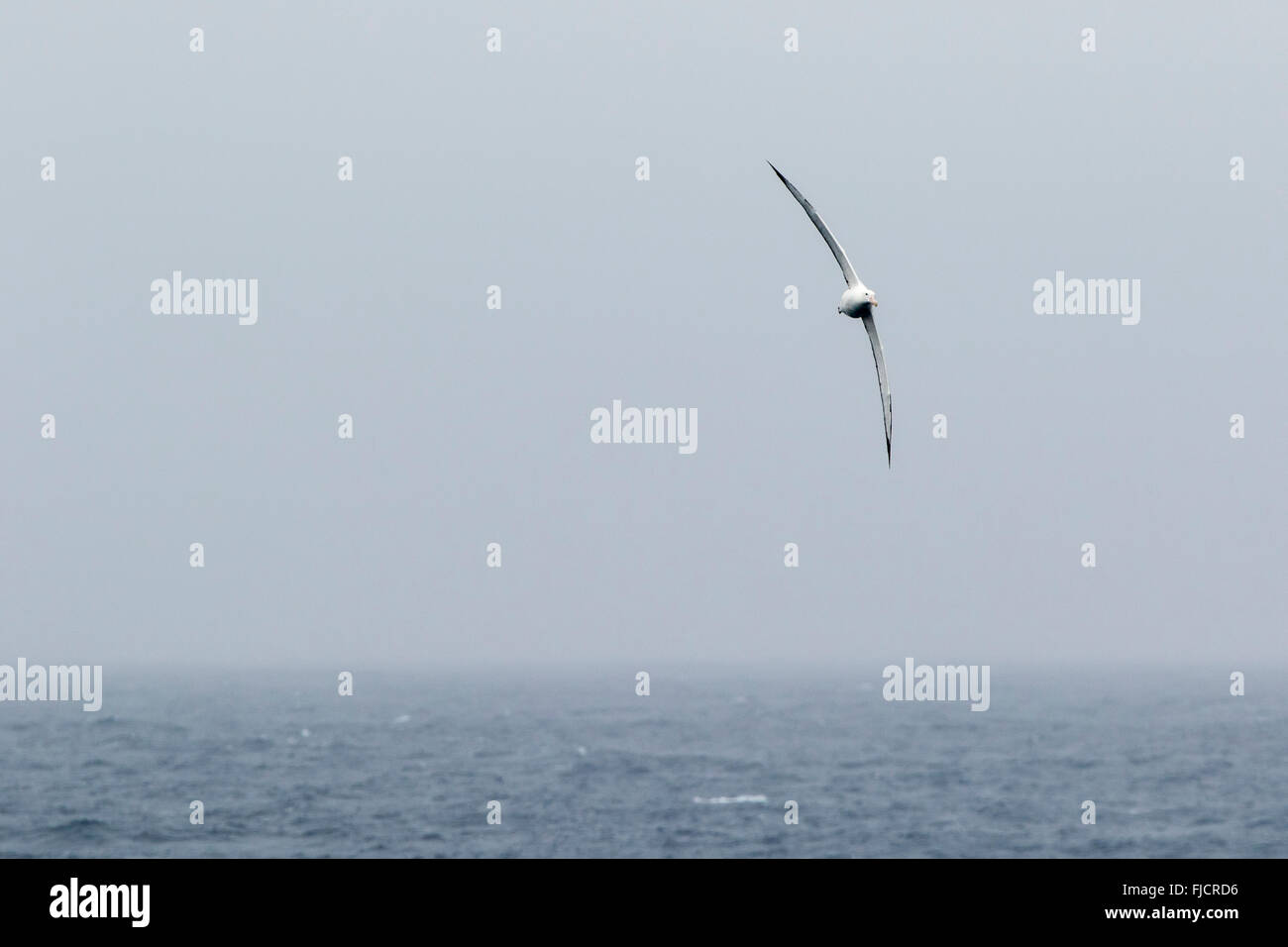 Antarctica antarctic albatross hi-res stock photography and images - Alamy