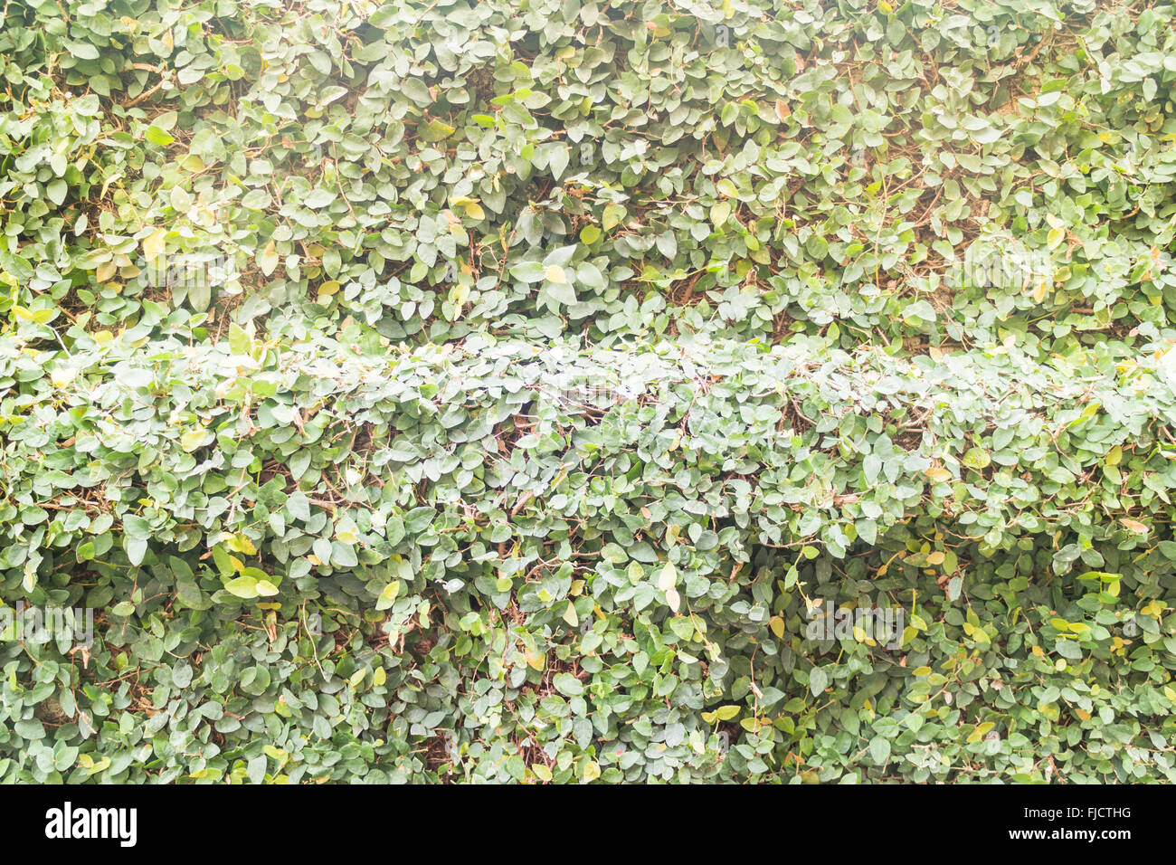 Green ivy plant wall background with vintage filter effect, stock photo Stock Photo