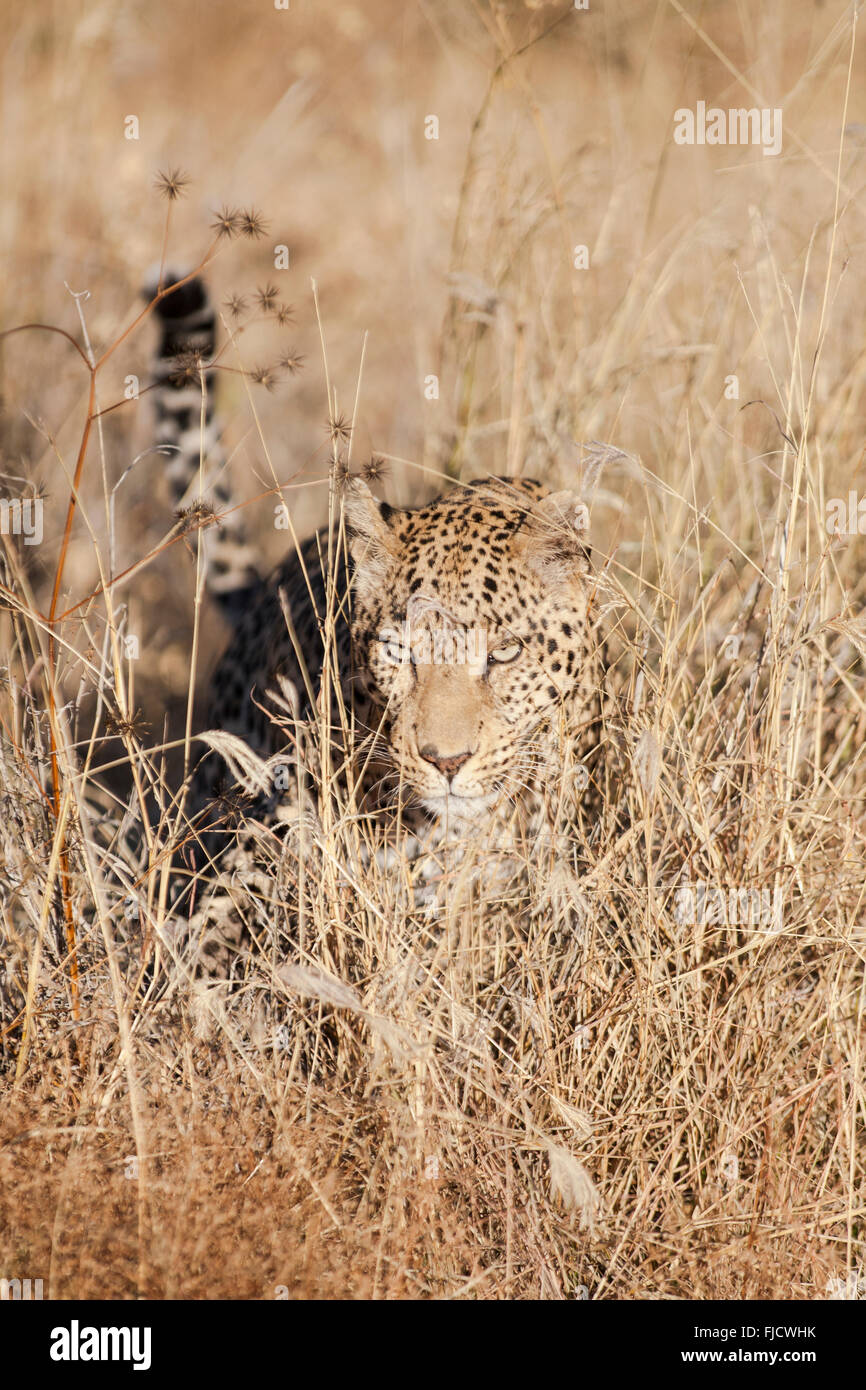 A leopard hunts in the Bushveld Stock Photo Alamy