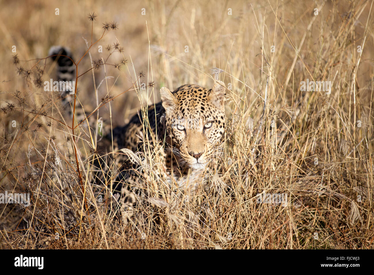 A leopard hunts in the Bushveld Stock Photo