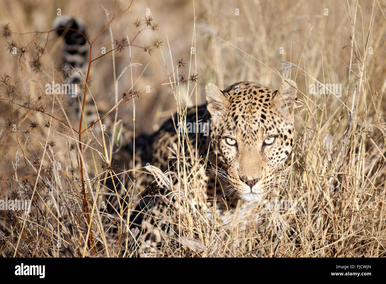 A leopard hunts in the Bushveld Stock Photo