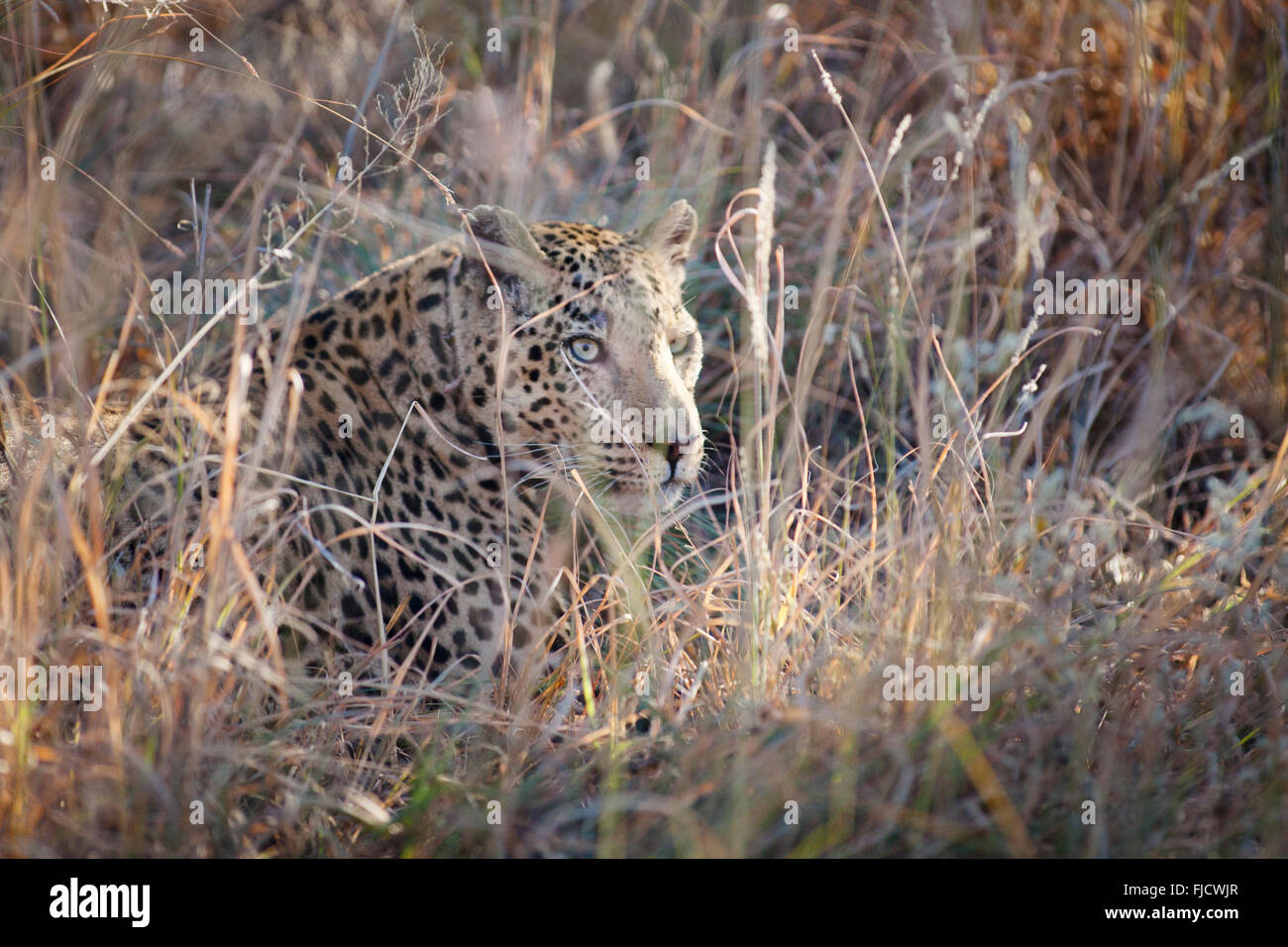 A leopard hunts in the Bushveld Stock Photo