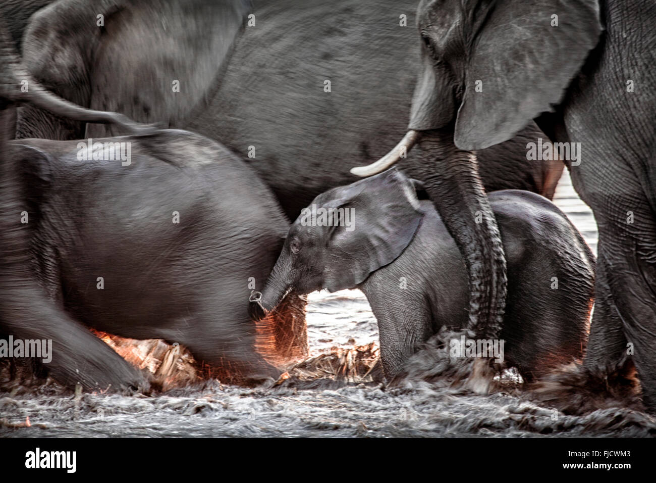 Elephant calf being herded through water Stock Photo