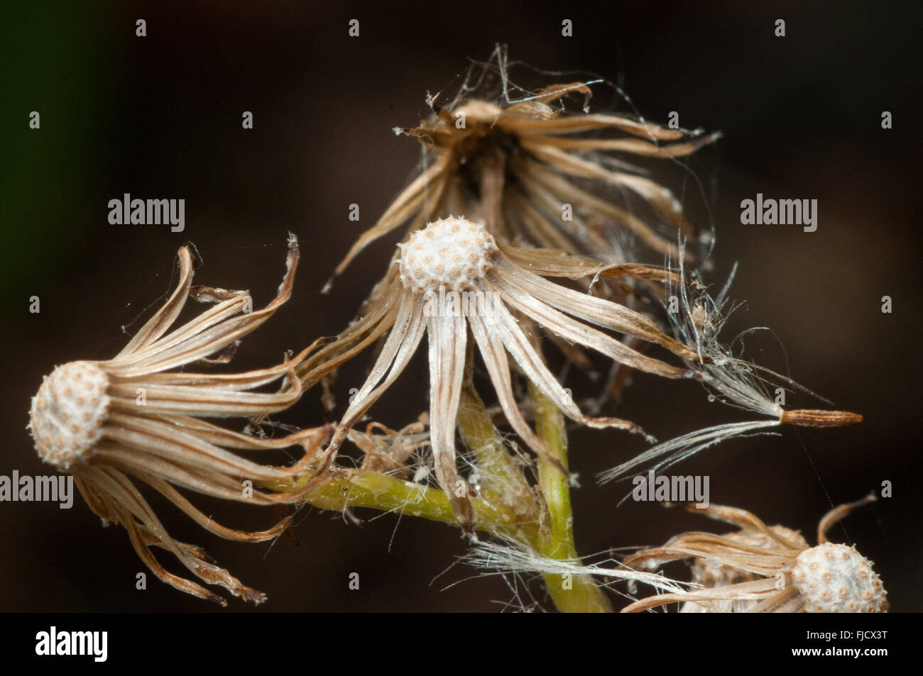 A cluster of empty Dandelion (Taraxacum sp.) receptacles. Washington, United States. Stock Photo