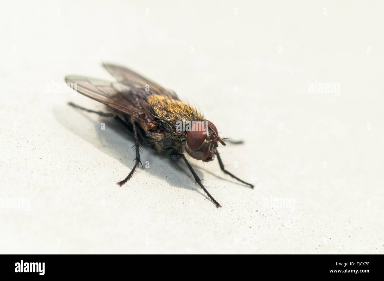 A common Housefly (Musca domestica) sits on a wall. Washington, United
