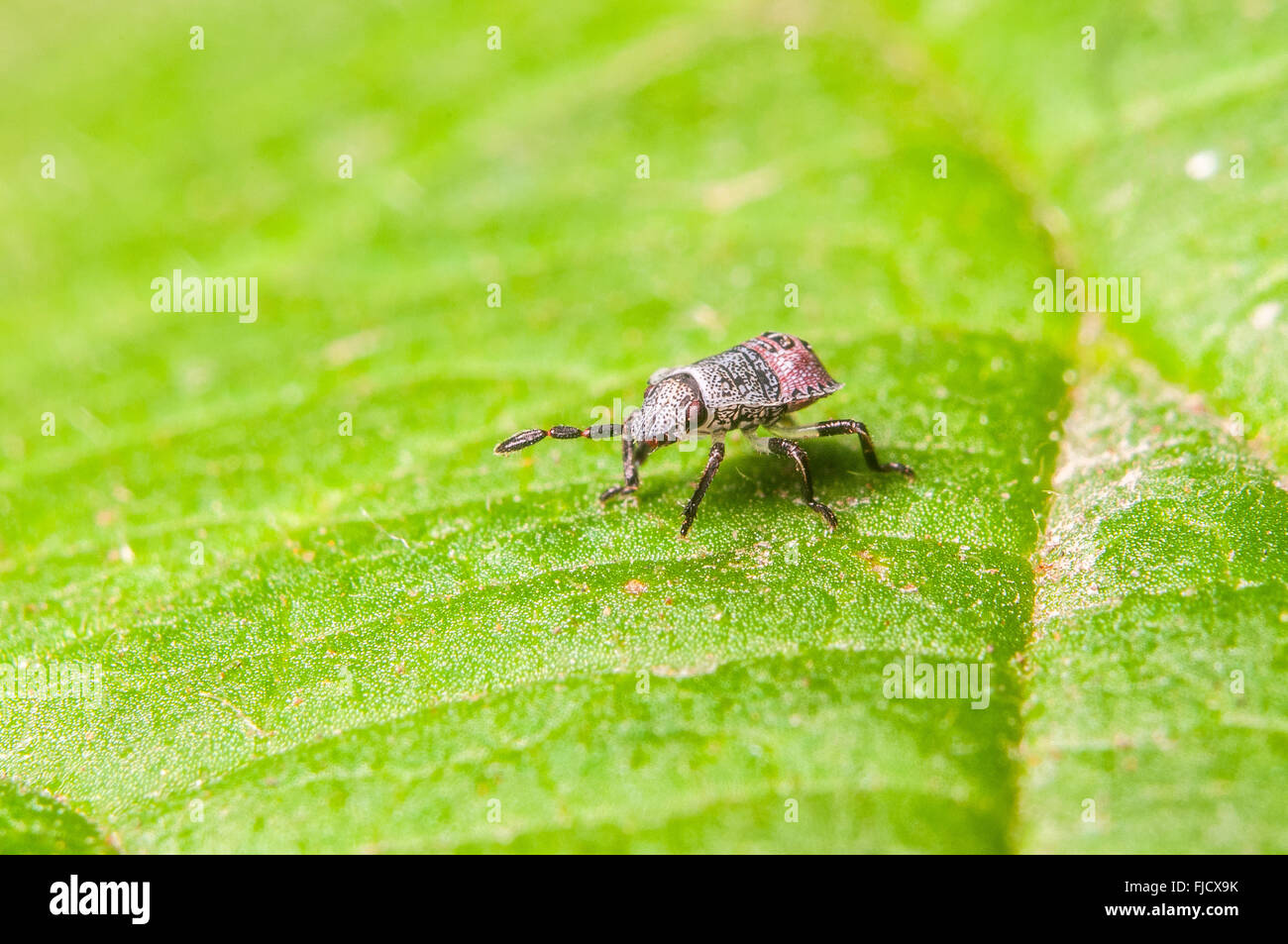Early instar Stinkbug (Chlorochroa sp.) on a leaf. Washington, United States. Stock Photo