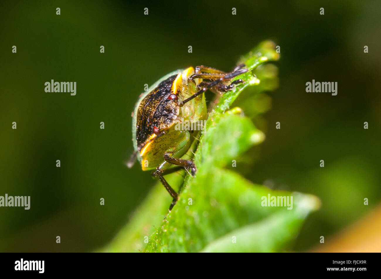 A juvenile Stinkbug (Chlorochroa sp.) on a leaf. Washington, United States. Stock Photo