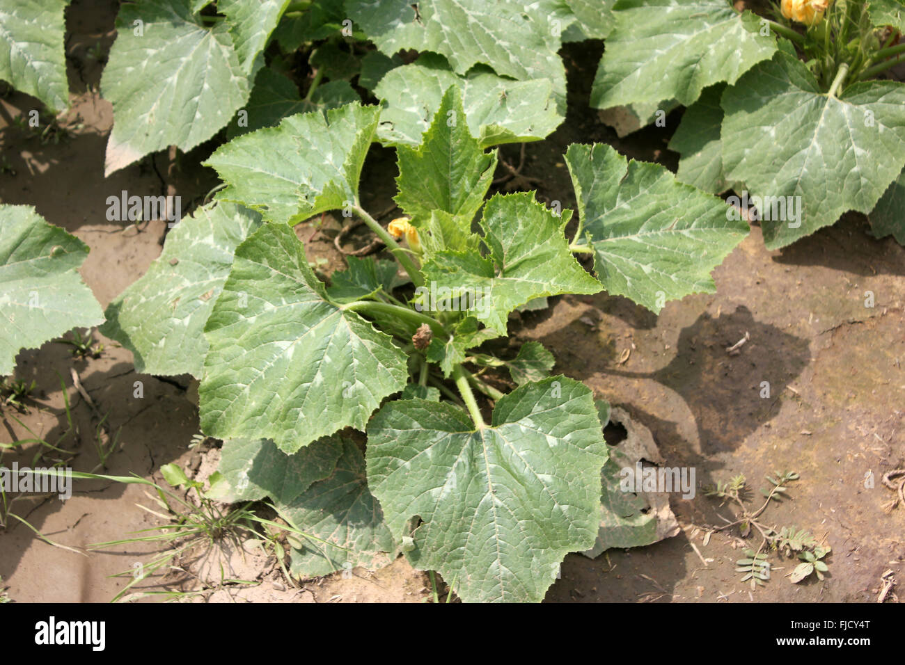Cucurbita pepo, Pusa Pasand summer squash, DS-8 Chapan kadu, Cultivar with globose fruits light green, turning yellow when ripe Stock Photo