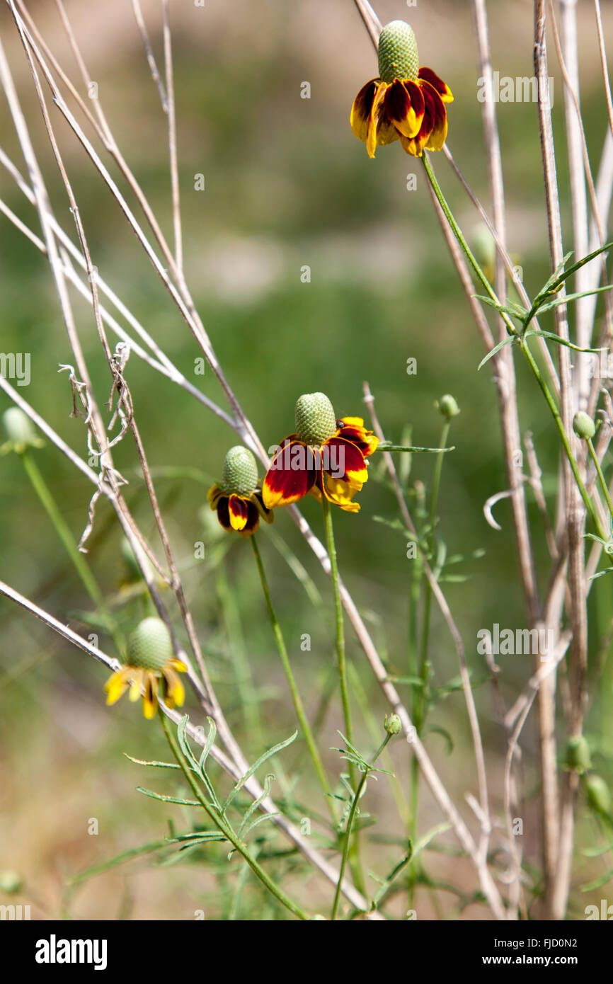 Texas yellow wildflowers hi-res stock photography and images - Alamy