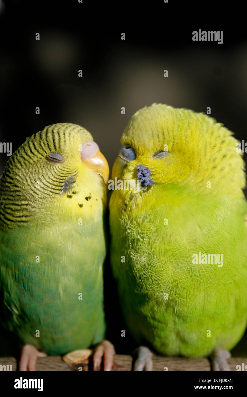 Budgies kissing Stock Photo Alamy
