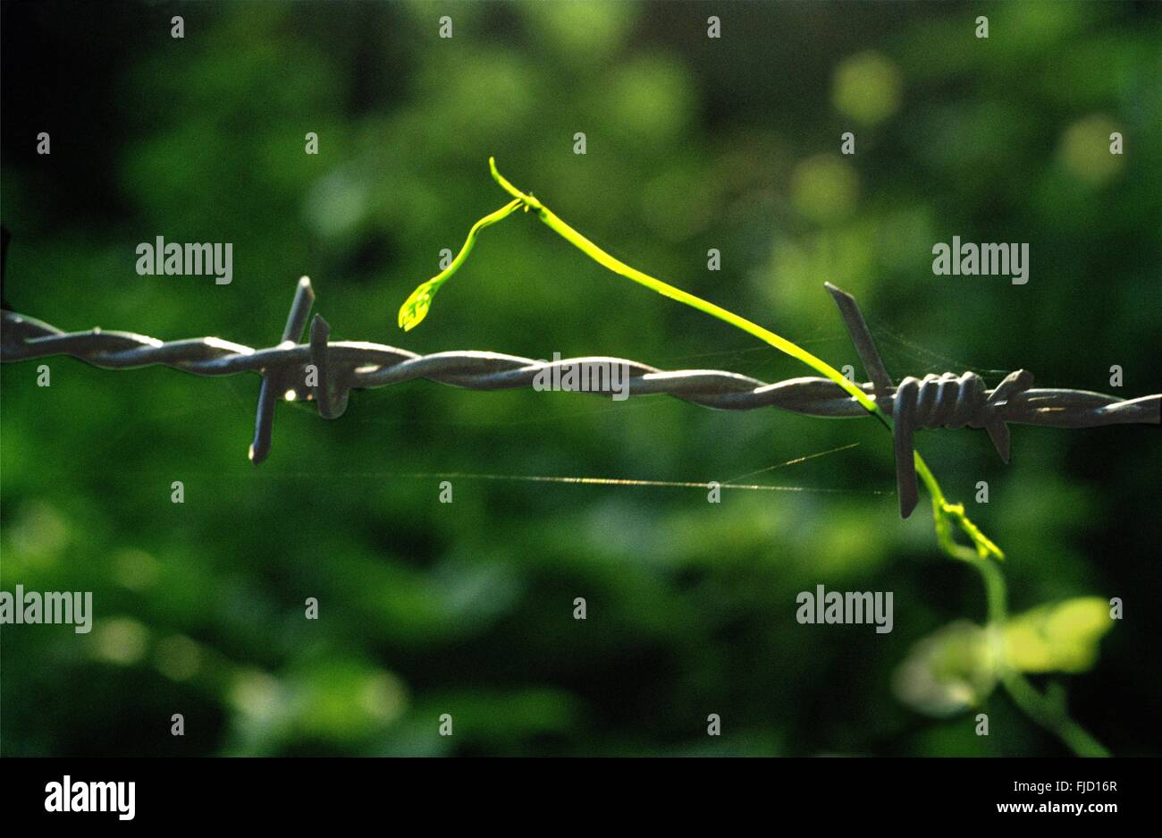 barbed wire Stock Photo