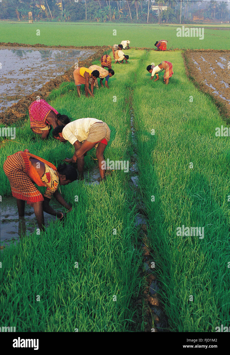 People working in paddy field, west bengal, india, asia Stock Photo