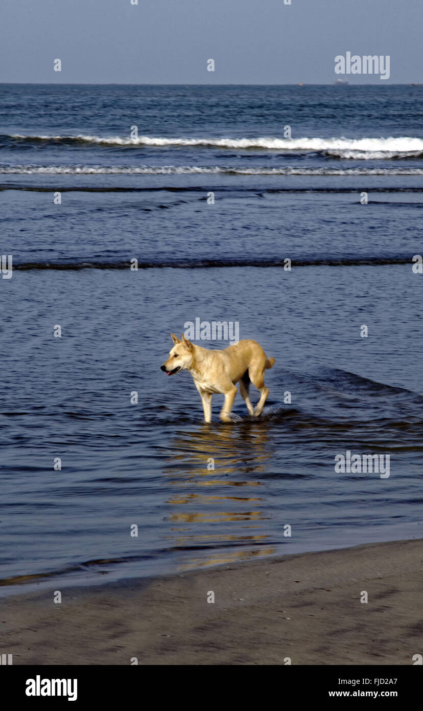 Dog in karde beach, dapoli, maharashtra, india, asia Stock Photo