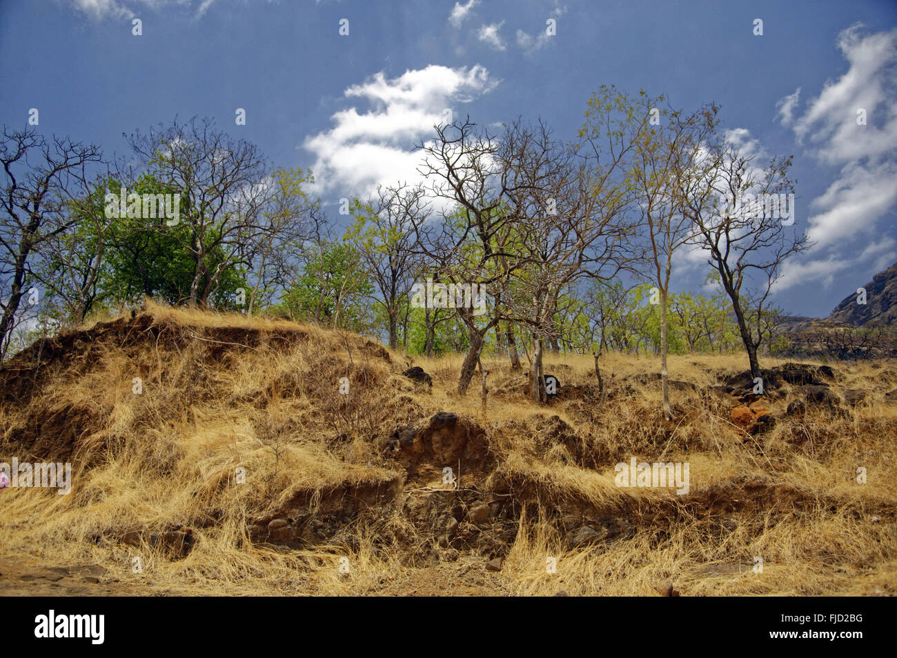 Asian forest hi-res stock photography and images - Alamy