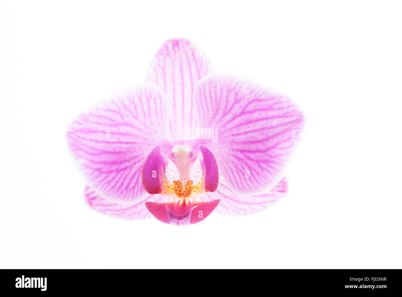 Pink orchid on white background Stock Photo - Alamy