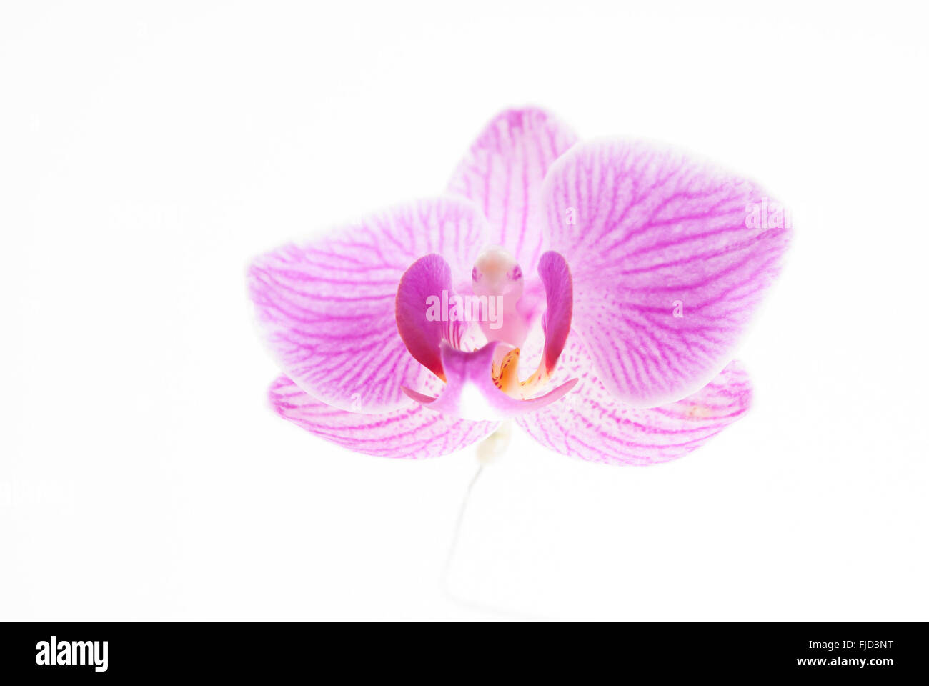 Pink orchid on white background Stock Photo - Alamy