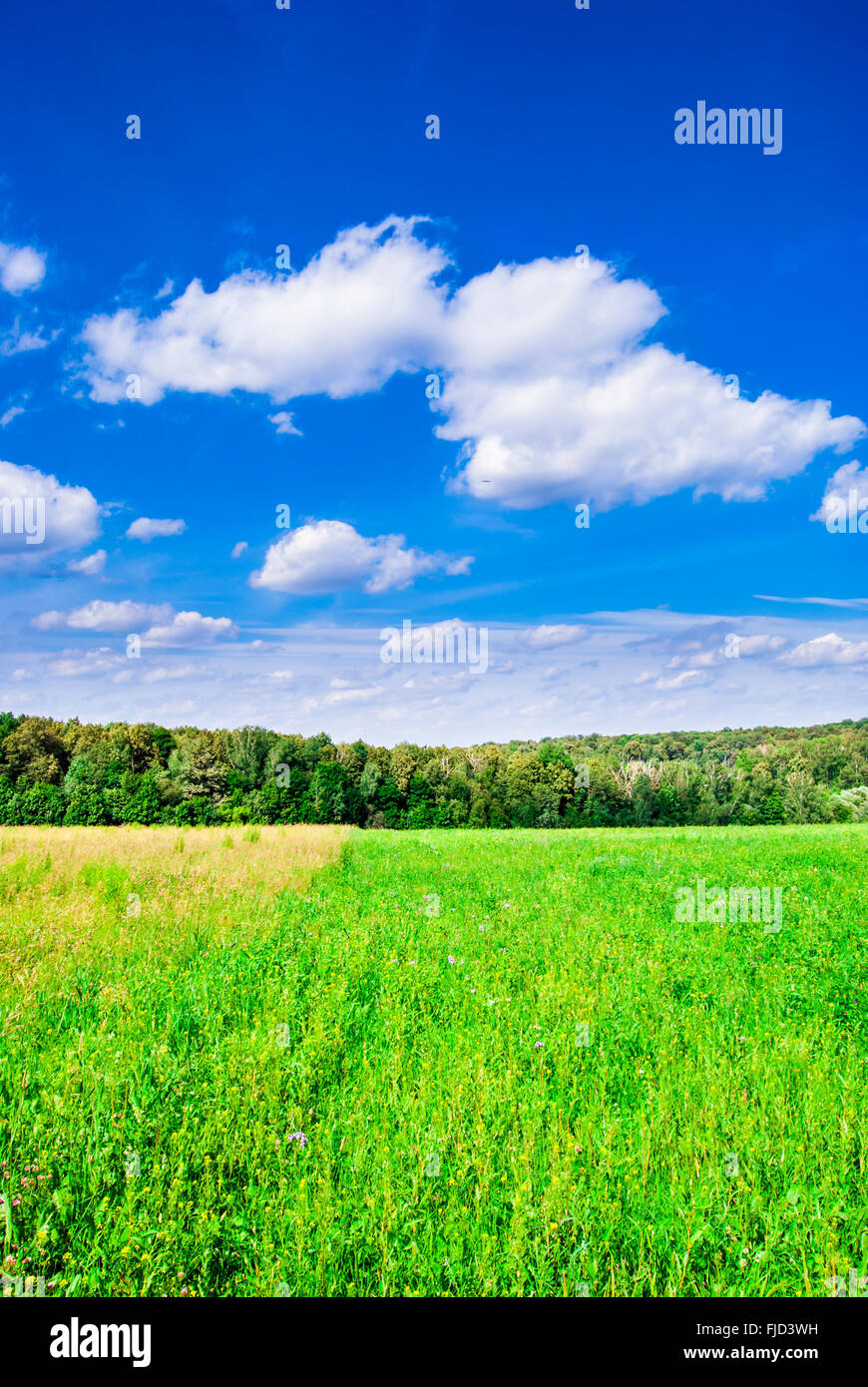 Green meadow under blue sky with clouds and forest in distance Stock ...