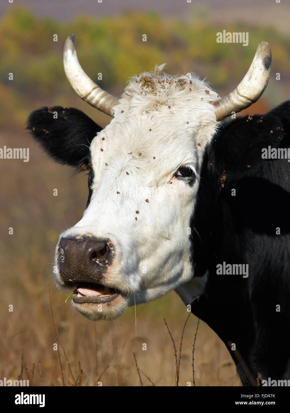 Cow chewing the grass on the meadow Stock Photo Alamy