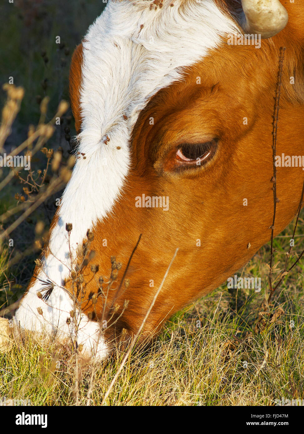 Cow chewing the grass on the meadow Stock Photo - Alamy