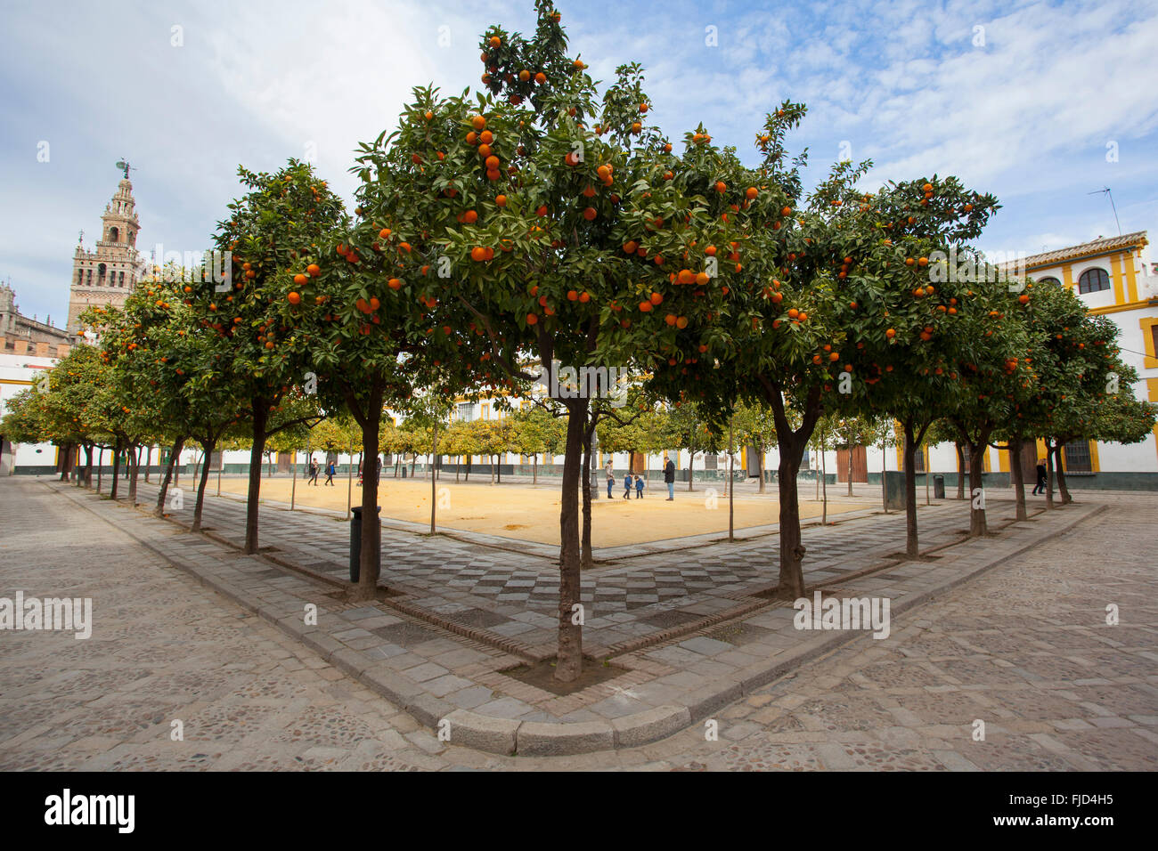 Orange trees inside ''Patio de Banderas'', near the 'Reales Alcázares''. Seville, Andalusia. Spain. Stock Photo