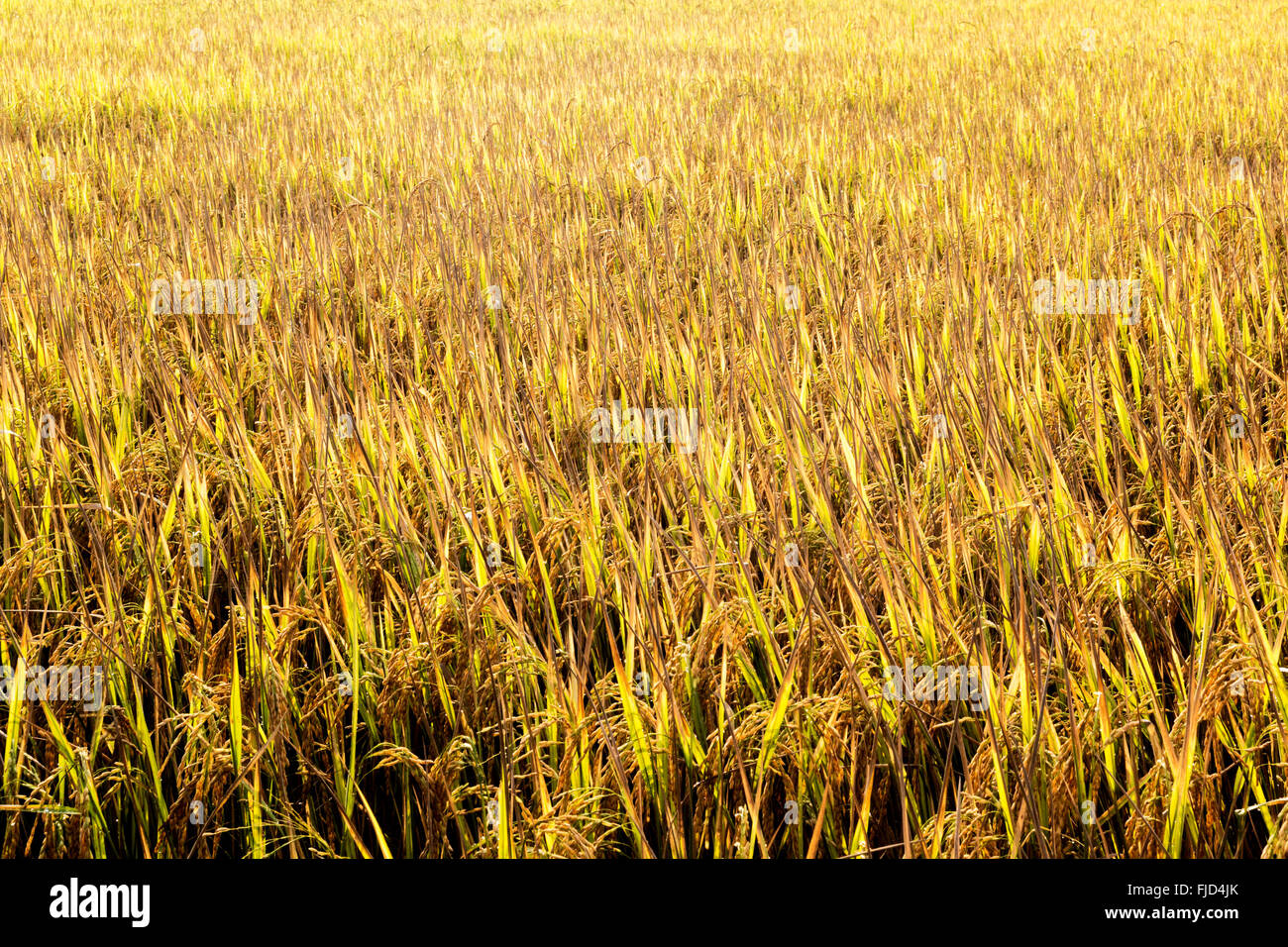 A photo of Golden rice in the fields Stock Photo Alamy