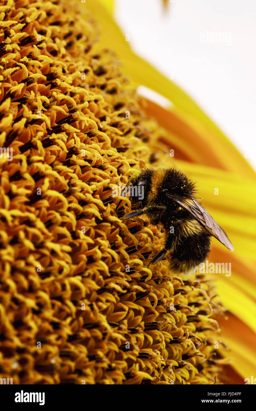 Bee collecting pollen in a sunflower Stock Photo - Alamy