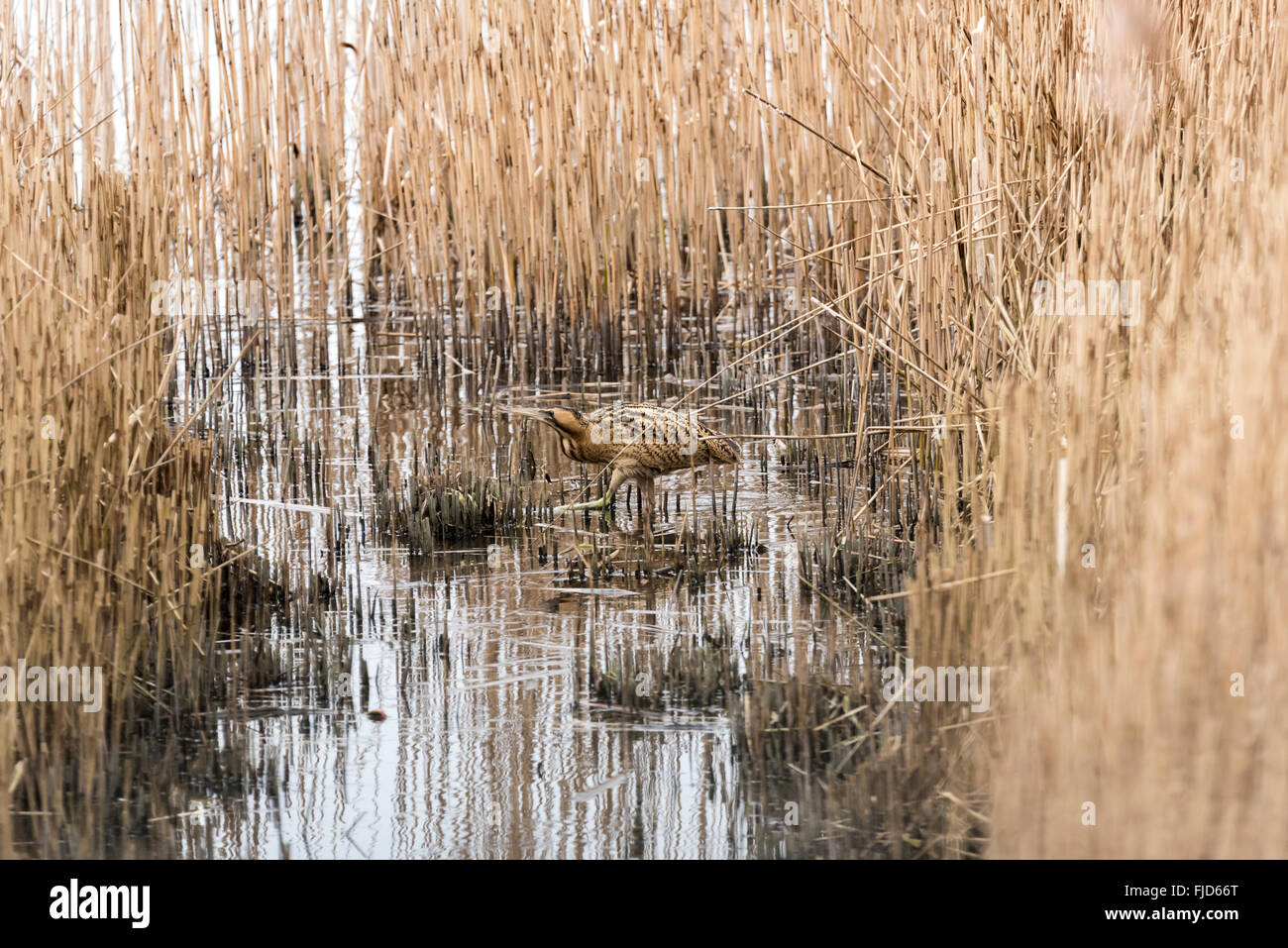 Cut reed bed wildlife hi-res stock photography and images - Alamy
