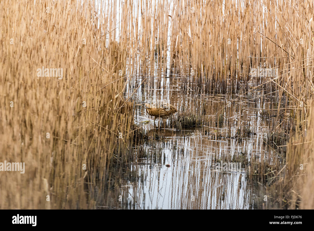 A Bittern crossing the channel between two parts of the reed bed Stock ...