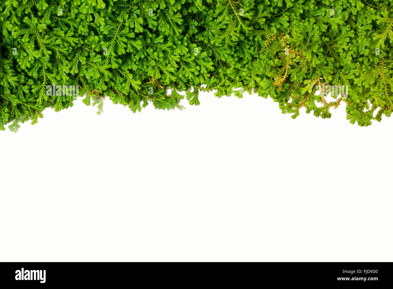 A photo of Spike Moss texture on the white isolate background Stock Photo