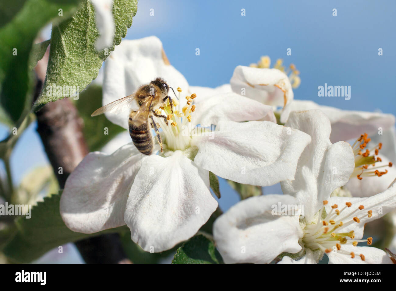 Close up honey bee in hi-res stock photography and images - Alamy