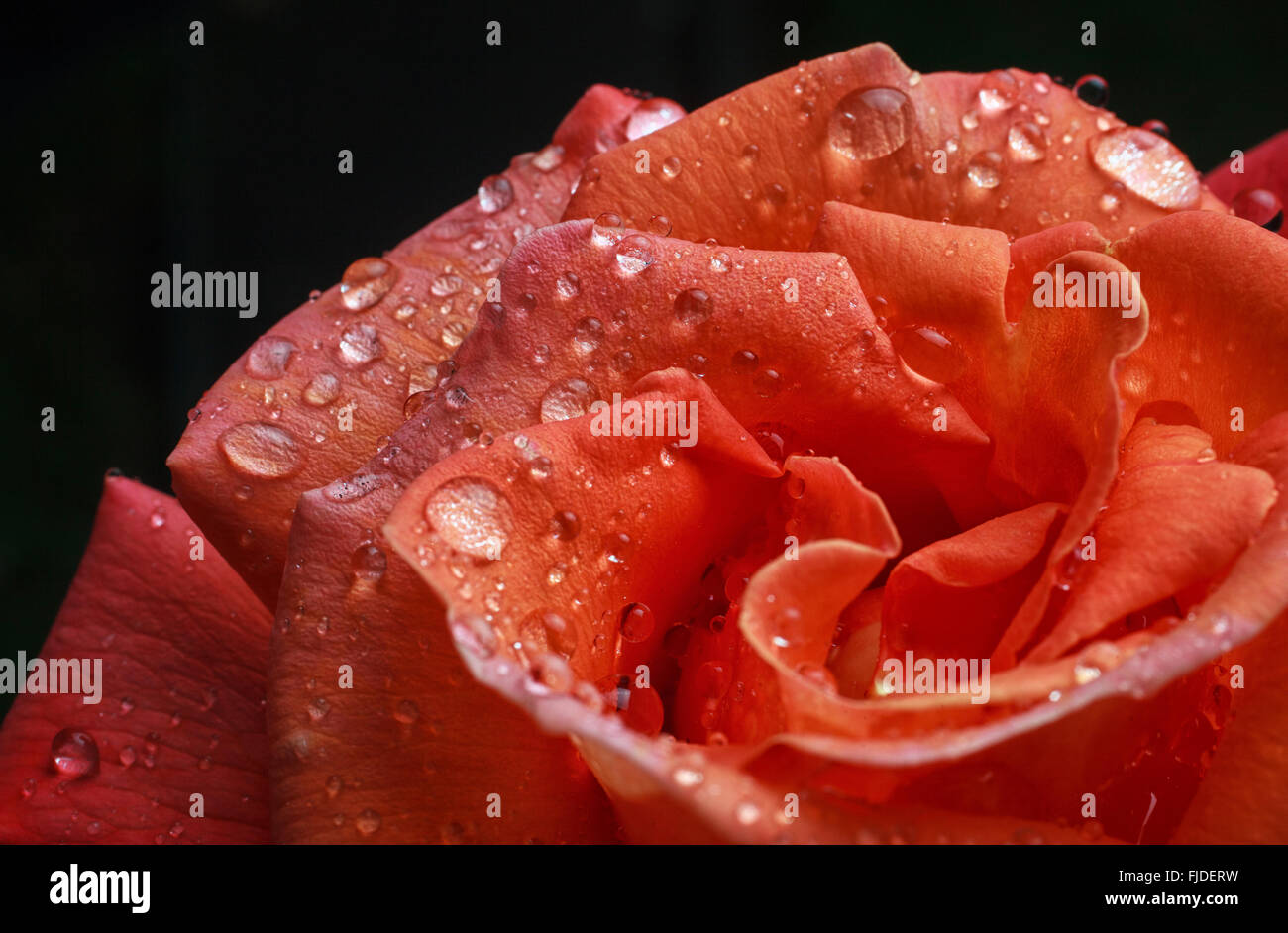 Rose with dew drops hi-res stock photography and images - Alamy