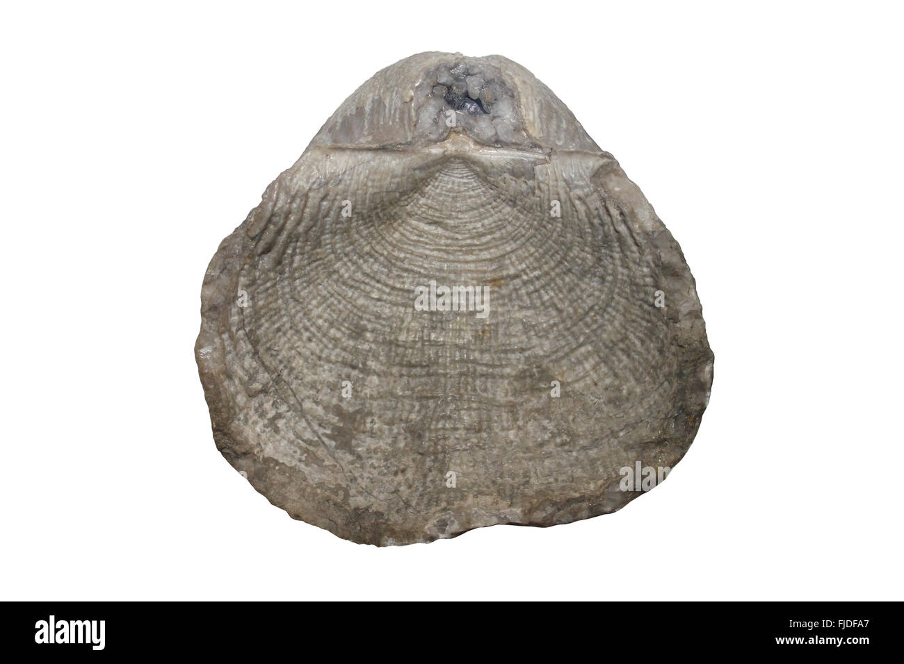 Articulate Brachiopod Buxtonia scabricula Willenhall, Alstonefield, Staffordshire, UK Stock Photo