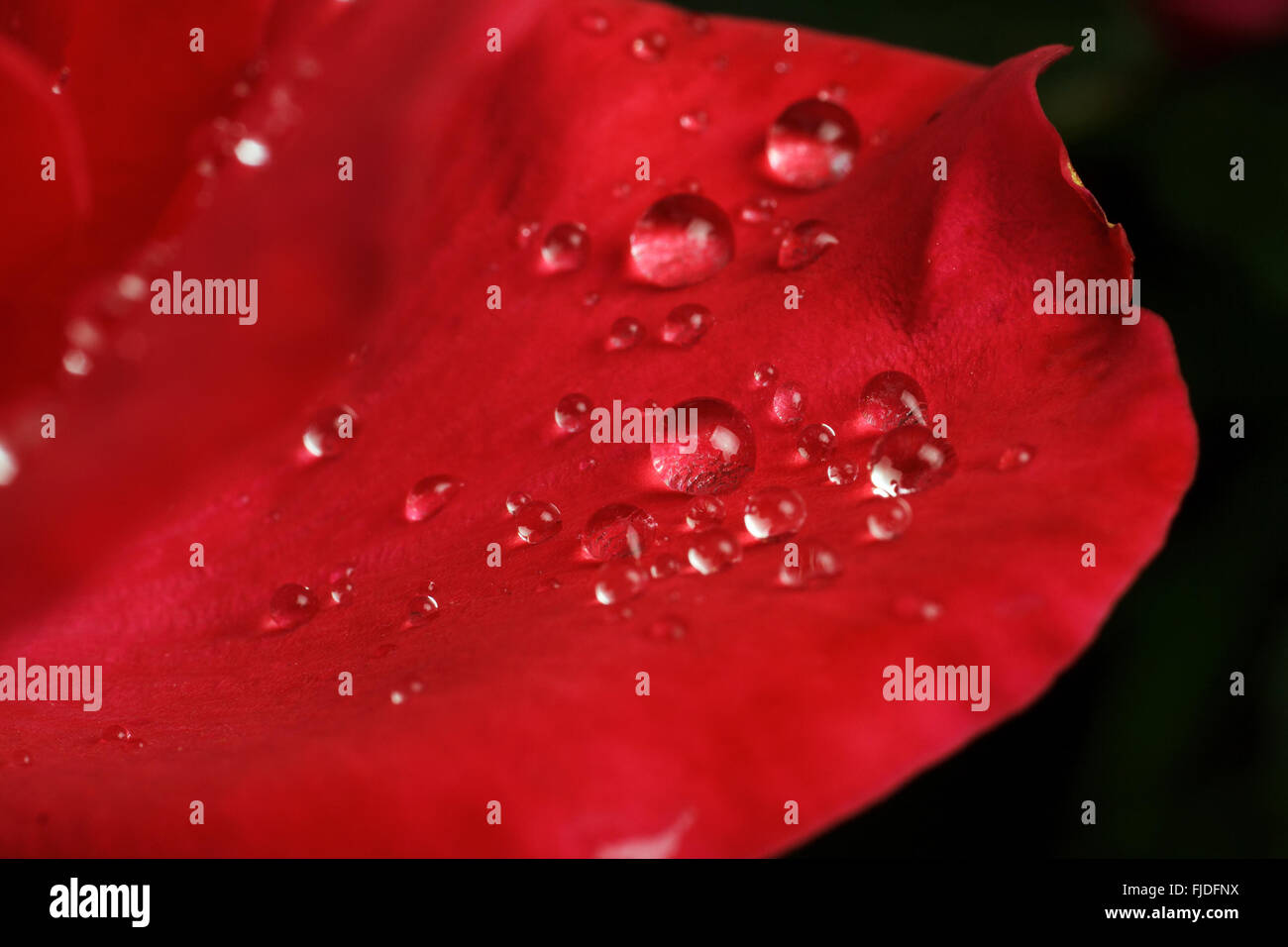 dew drops on the leaves of red roses Stock Photo - Alamy