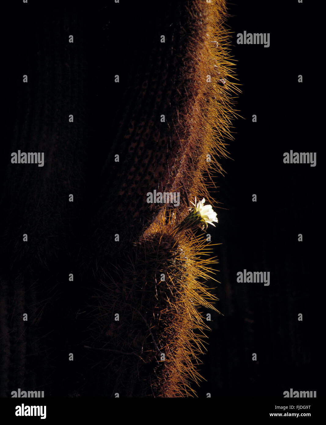 Flourishing cactus, Argentina. Stock Photo